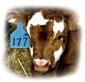Ritchey Ear Tags