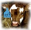 Ritchey Ear Tags